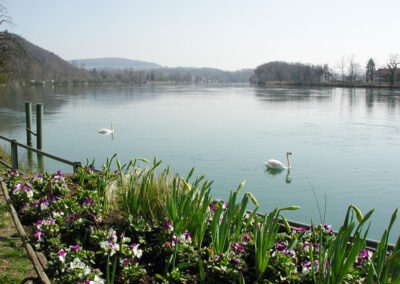 Frühling am Rhein - Waldshut